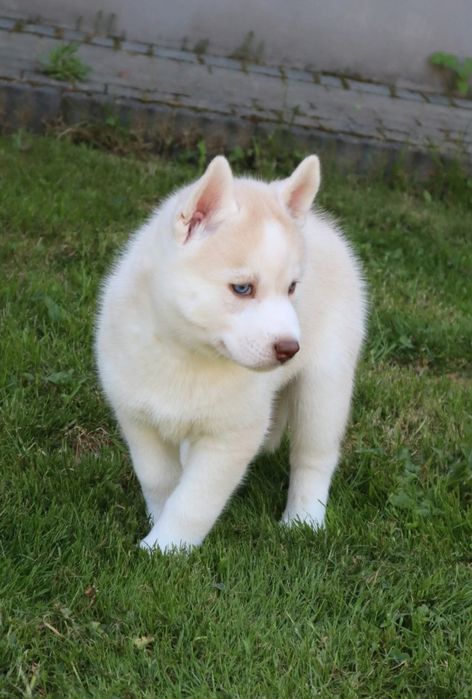 Złoty chłopczyk siberian husky ZKwP FCI