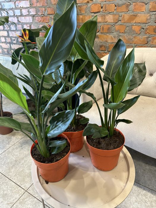 Стреліція Регіна королівська h 65 см на дві рослини