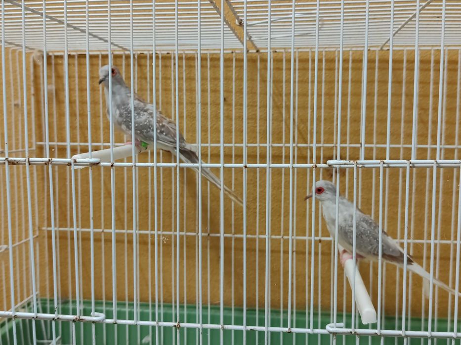 Casais rolas diamante