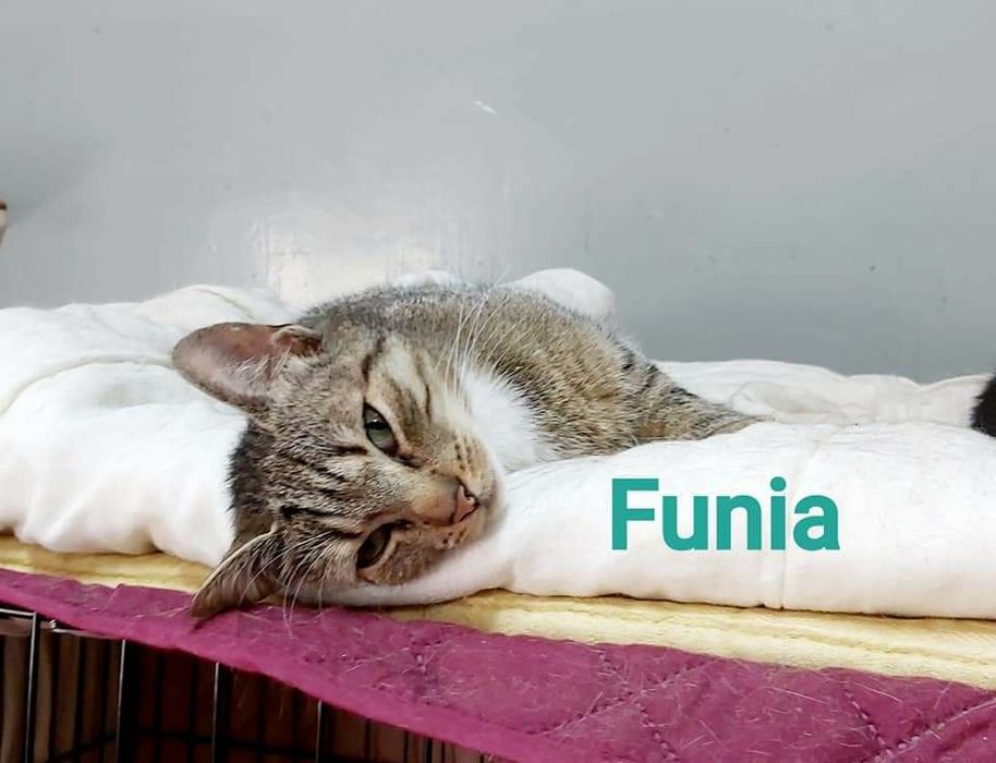 Funia miła młoda kotka