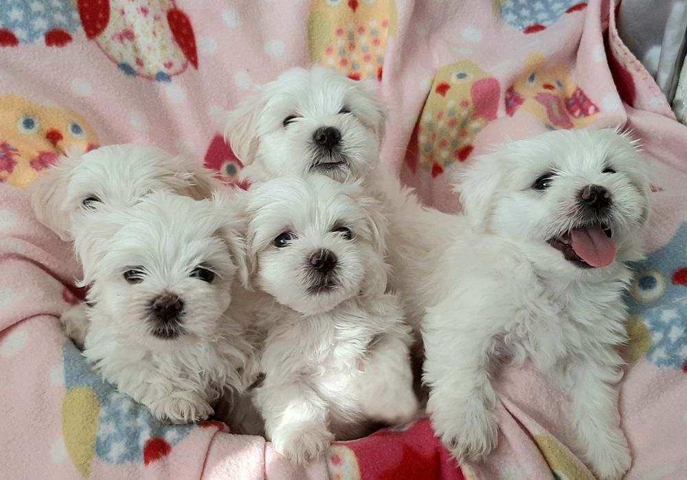 Мальтезе супер малята