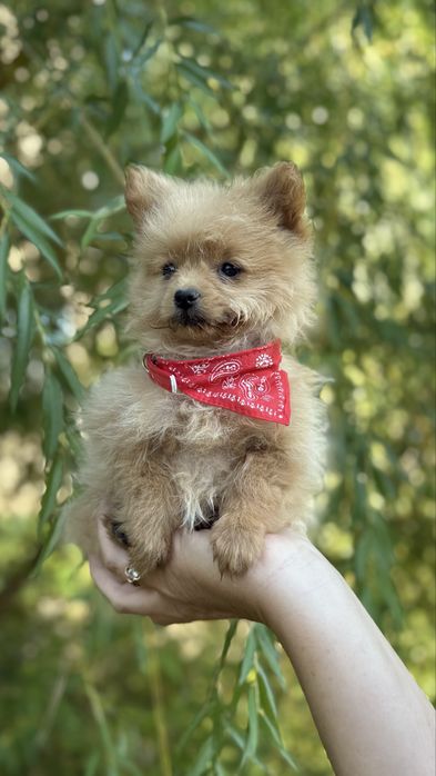 Шпице пу дівчинка міні