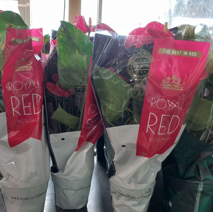 Антуріум червоний h 50 см