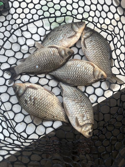 Karaś japoniec na żywca