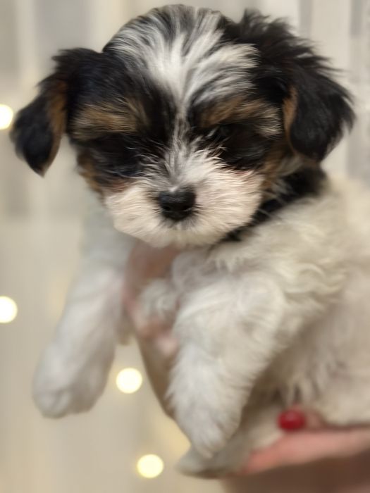 Цуценята бівер-йорк терʼєра — маленьке щастя у ваш дім