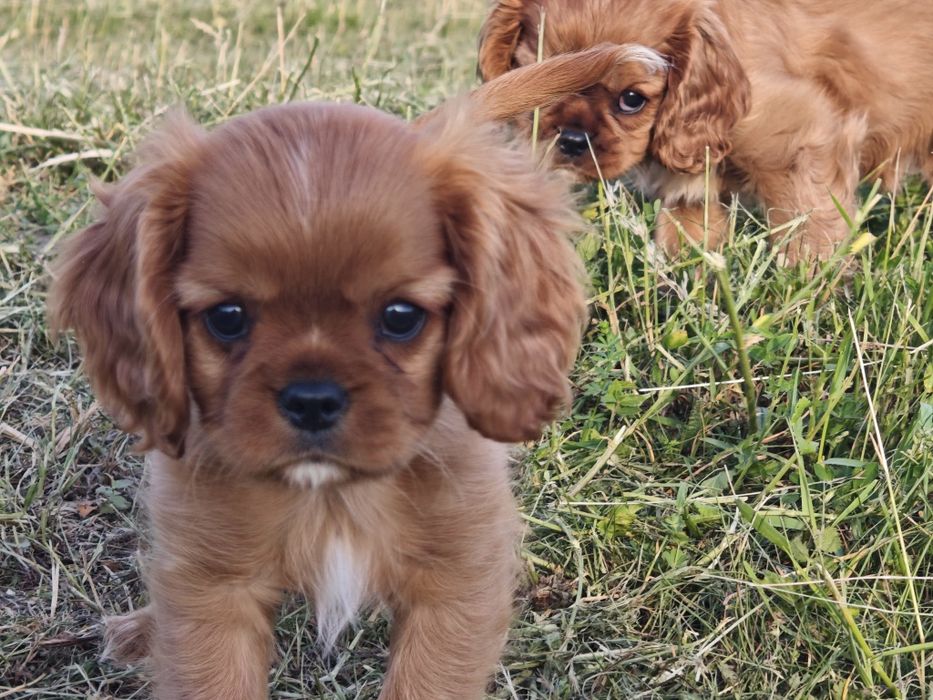 Cavalier King Charles Spaniel FCI
