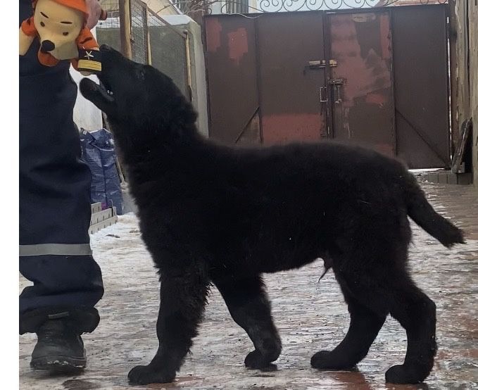 Кобель щенок алабай 2 мес.