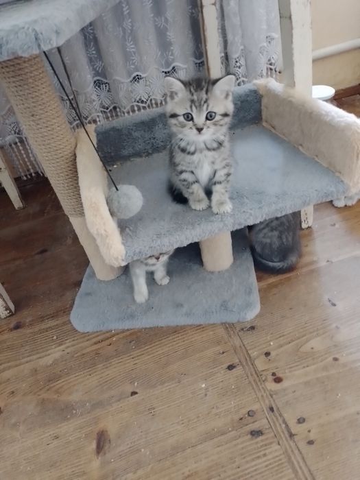 Шотландське кошеня