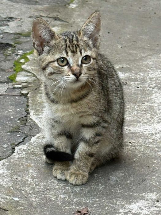 Котёнок бесплатно