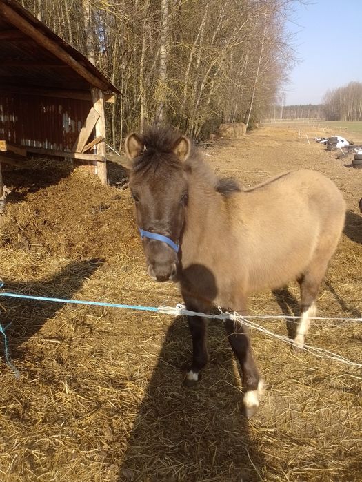 Ogier hucuł z pochodzeniem