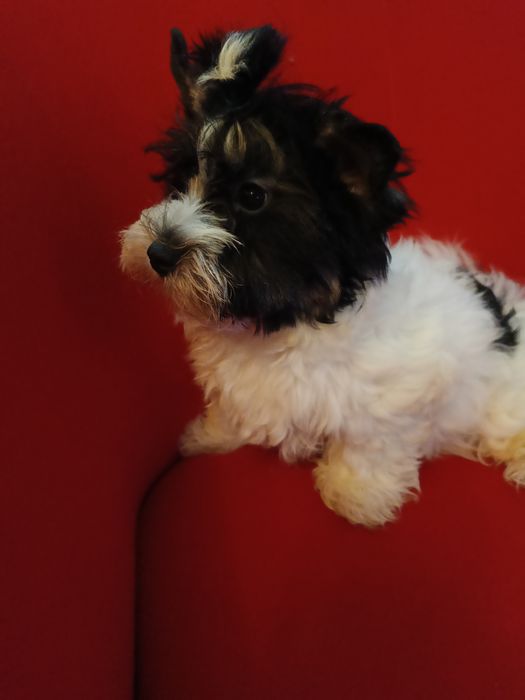 Samiec Yorkshire terrier biewer/ocean Pearl