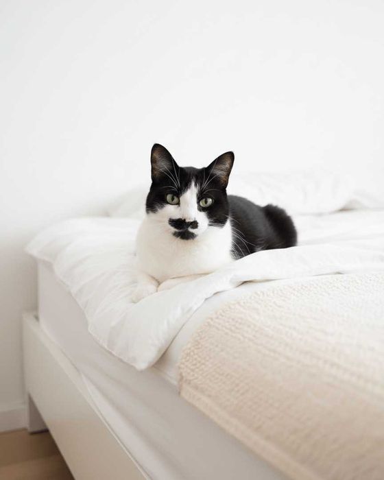 Setúbal / Margem Sul / Lisboa — CHARLIE, gatinho para adoção