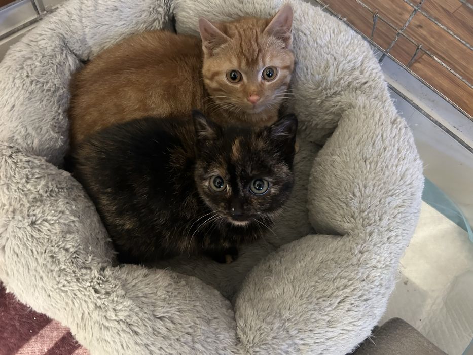 Kotka i kotek  szukają domku