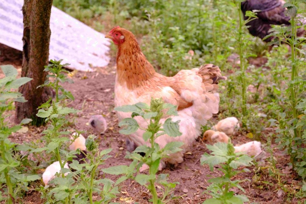 Kury Kochin Olbrzym kwoki