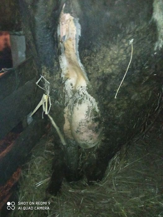 Krowa młoda mleczna