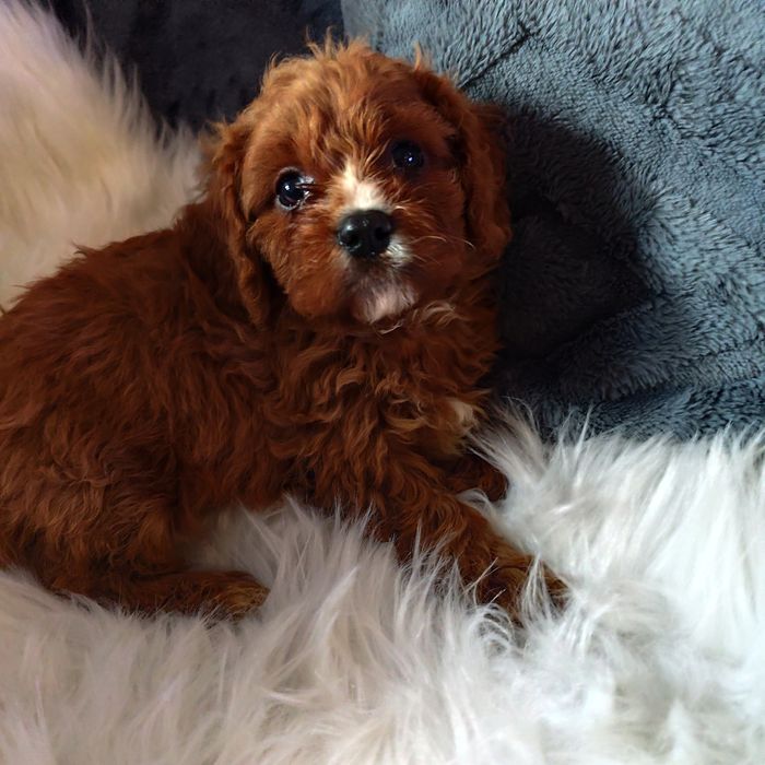 Cavapoo f1 chłopak*małopolska
