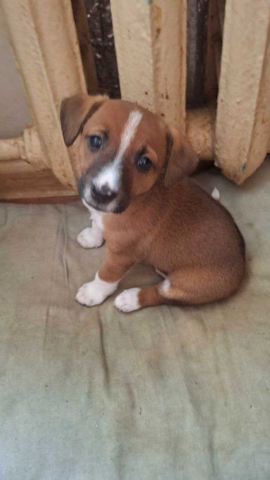 Цуценята віддам безкоштовно