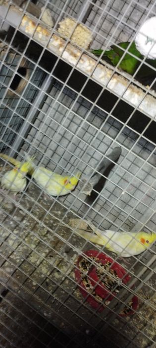 Vendo caturras e kakarakis