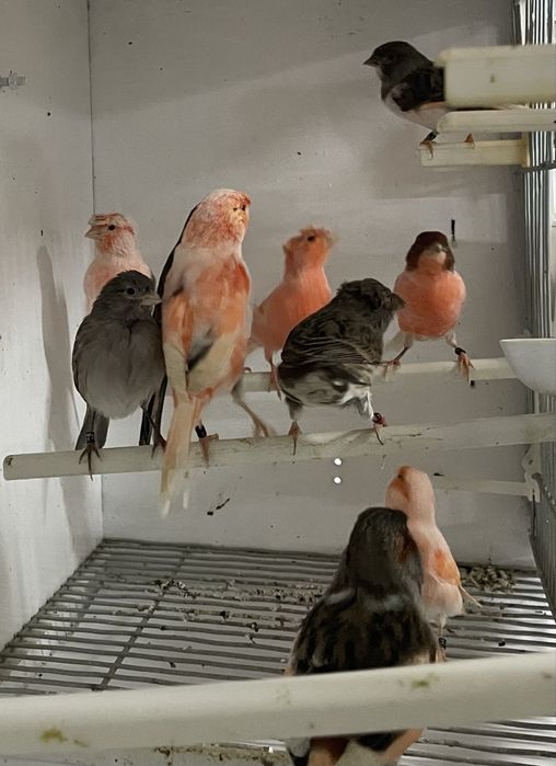 Canarios desponiveis para venda