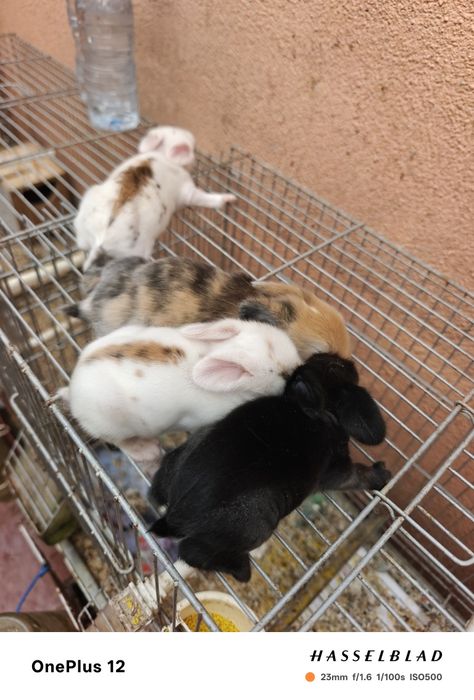 Coelhos anões MiniLoop orelhudos