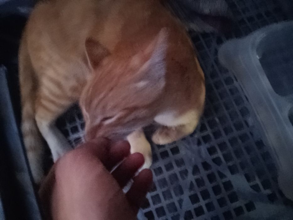 Pra adoçao gato amarelo com laranja