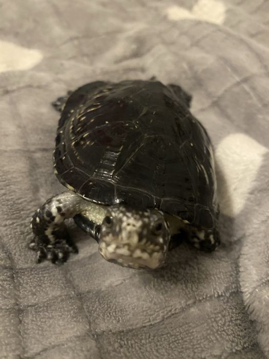 Продаю черепах з гарантією