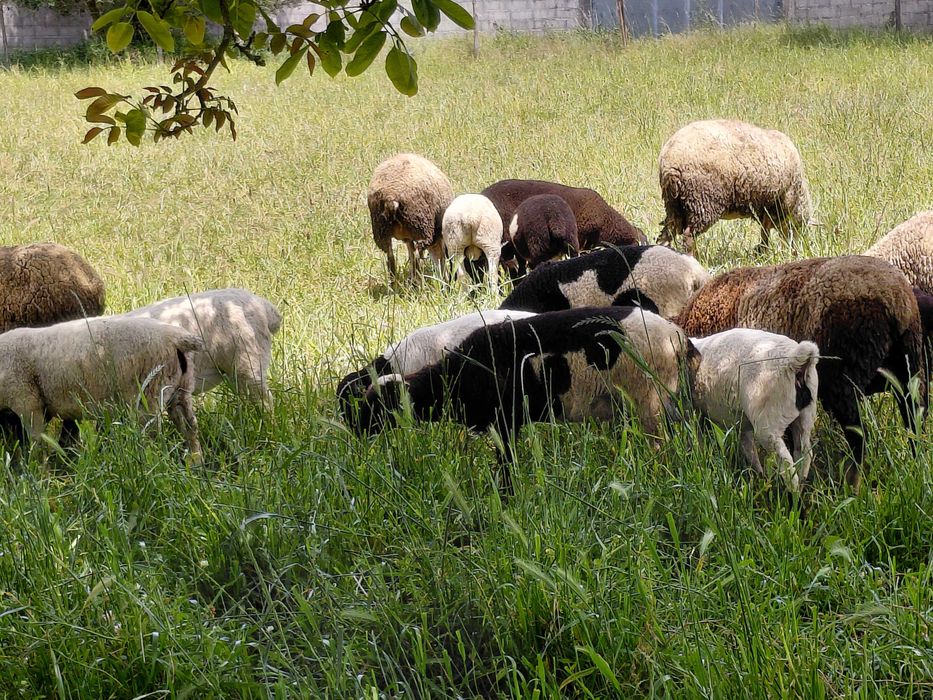 Dorperes puros e cruzados