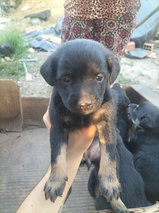 Cãezinhos para adoção