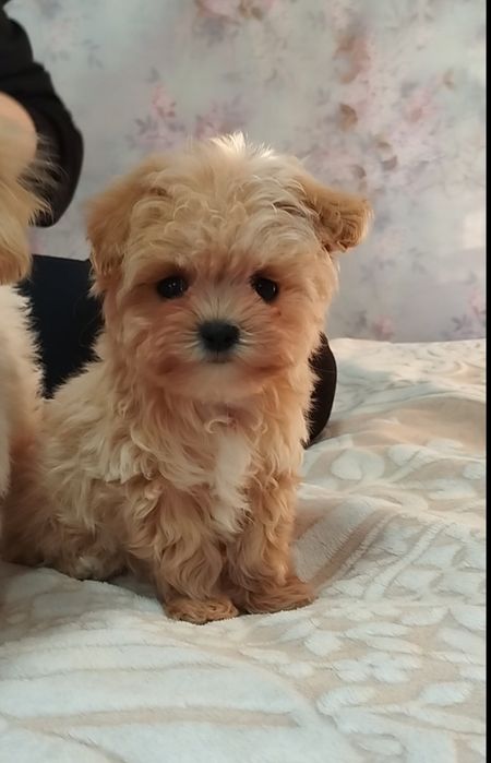 Микро мальтипу ф1 в Киеве