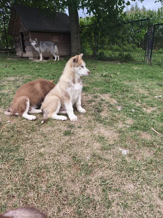 Alaskan Malamute PIES