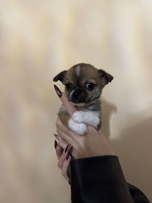 Малышка чихуашка