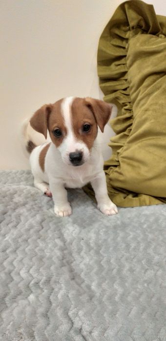 Jack Russell terier gładkowlose piesek