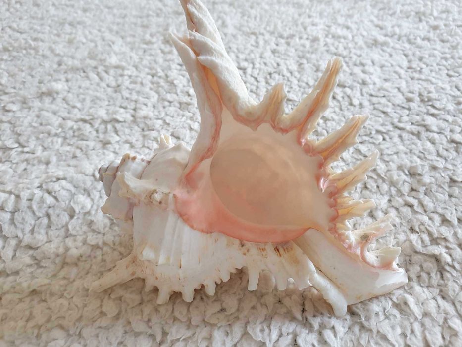 Três búzios/conchas