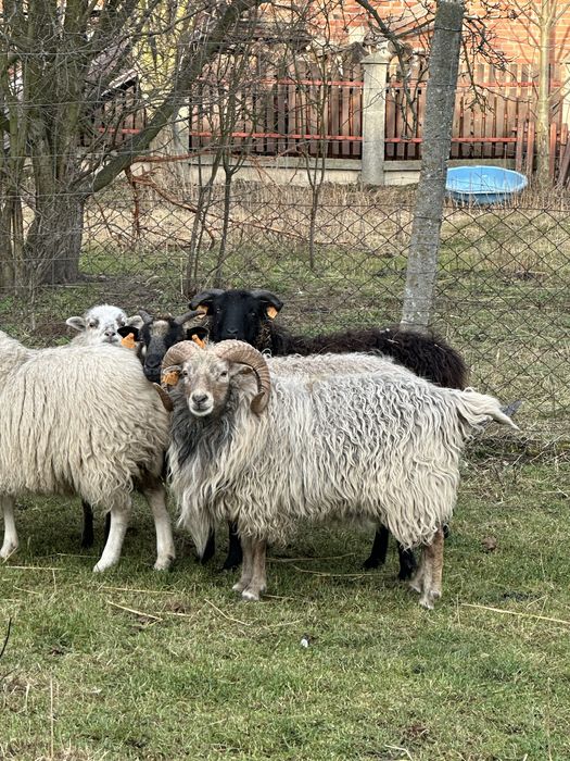 Baran Skudde 2 letni