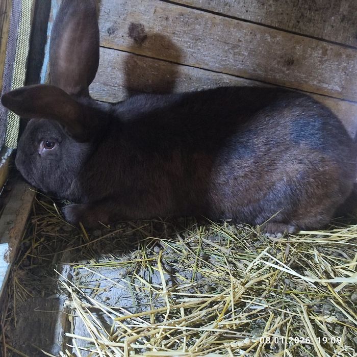 Продам кролів німецький строкатий