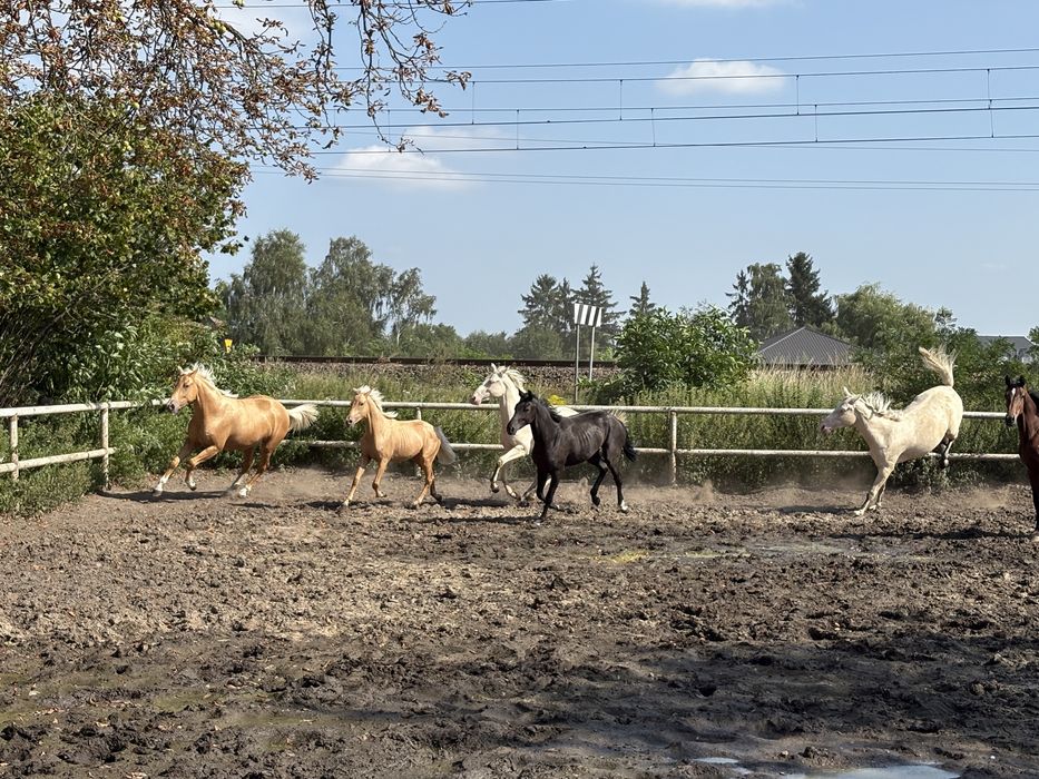 Na sprzedaż konie 2-7 lat