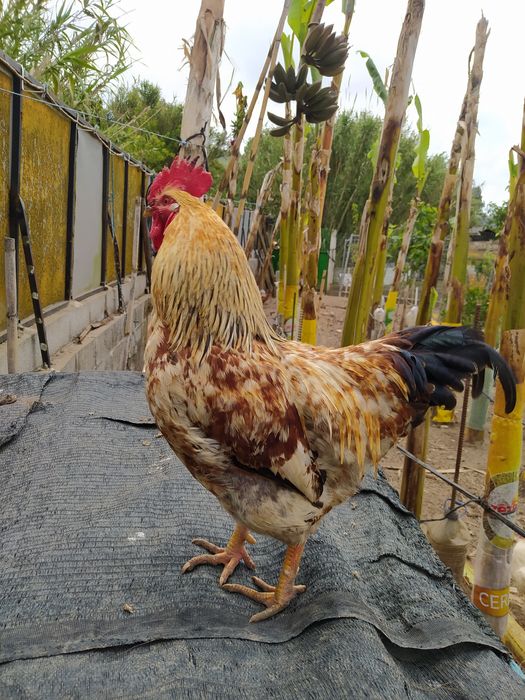 Frangos e Galos  Caseiros