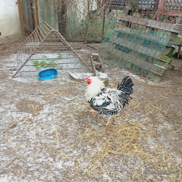 Koguty mieszańce ras