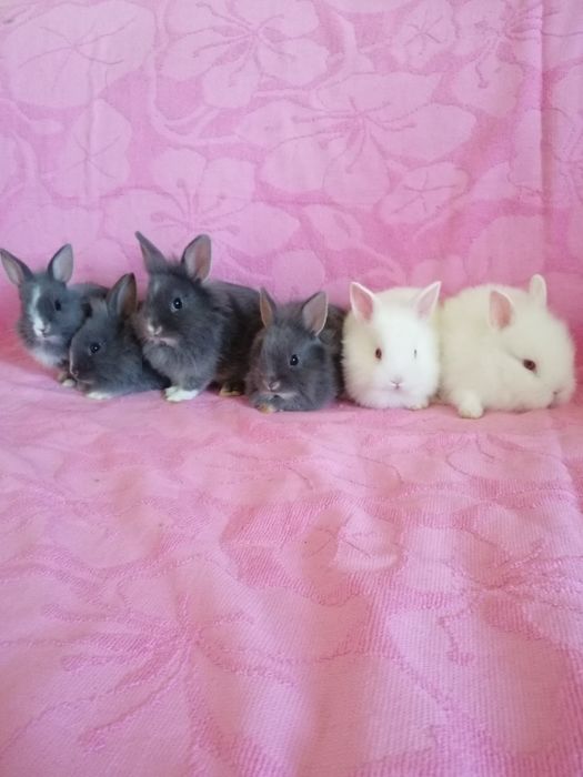 Króliczki karzełki króliki miniaturki