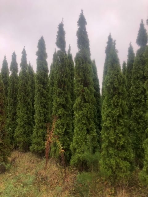 Thuja Szmaragd z bryłą z plantacji, o wysokości 3-5 m Sadzenie Transpo