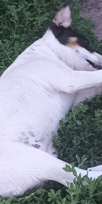 Джек Рассел тер'єр