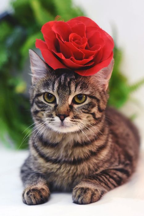 Тигровая кошка бесплатно