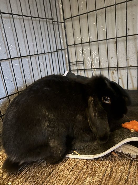 Króliki szukają domu