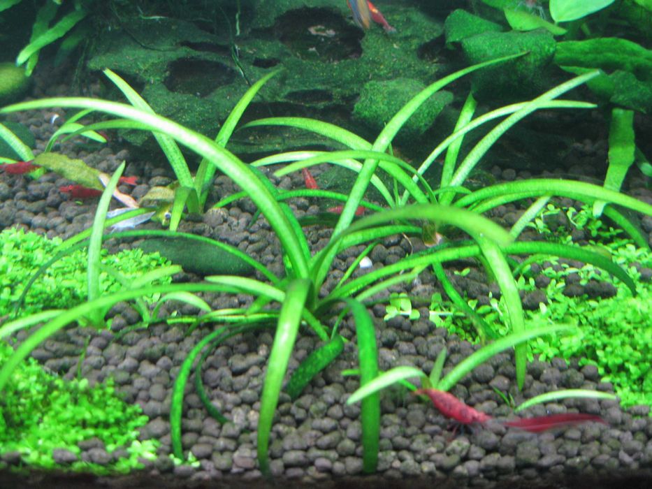 Roślinka Sagittaria Subulata