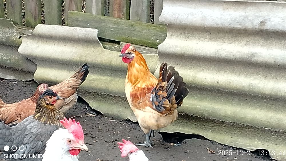 Молодий блондин півник