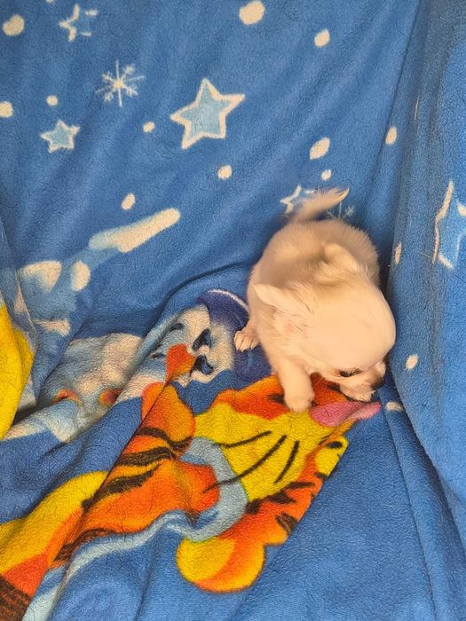 Mały Piesek Chihahuaha