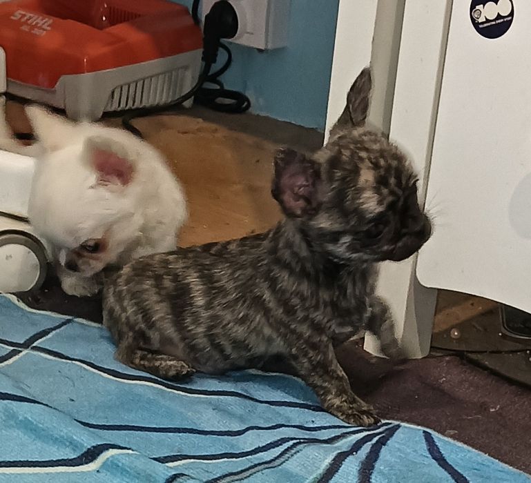 Chihuahua chłopak krótkowłosy