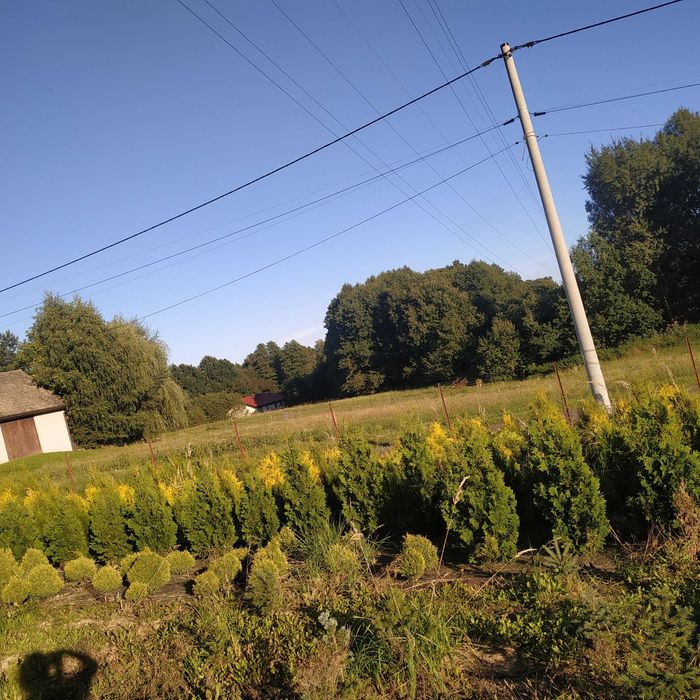 Wyprzedaż tuji szmaragd-Jastrzębie-Ruptawa