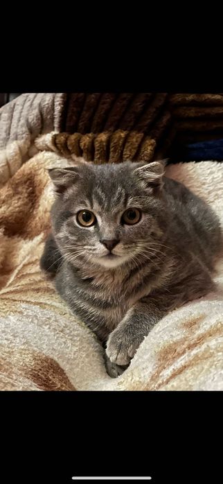 Котик висловухий