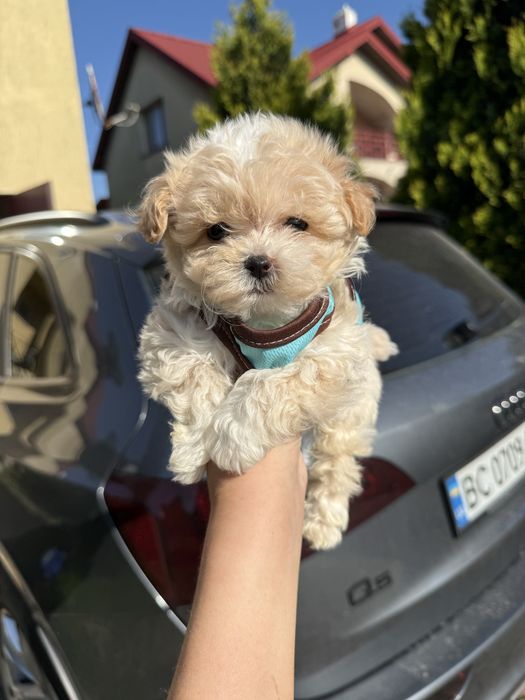 Найкращі цуценятка для дітей мальтіпу